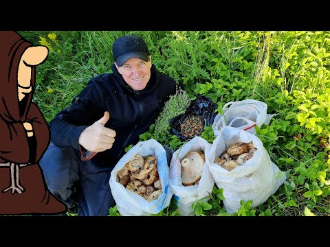 Видео: Набили Мешки Грибами Сбор Груздей в Самарской области
