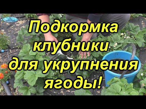 Видео: Клубника-подкормка для укрупнения ягоды.