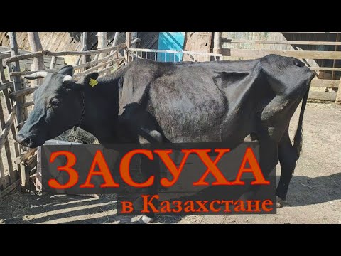 Видео: Ящур или неизвестная болезнь? Тетравитферон
