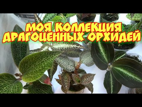 Видео: Драгоценные ОРХИДЕИ