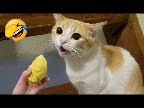 Видео: Попробуй не Засмеяться 😅 Лучшие Смешные Собаки и Кошки 😹🐶 Часть 1