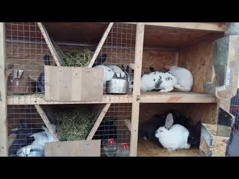 Видео: Қоян клеткасы.