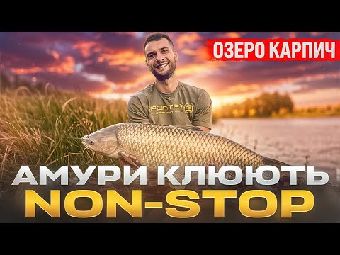 Видео: Карпич — рай для початківців?Тут клює без зупинки!Скільки тут амура?