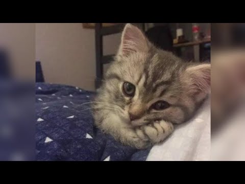 Видео: Верка Сердючка-Всё будет хорошо(speed up)♡