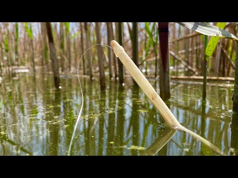 Видео: Сазаны и Караси ЛАПТИ ШЕВЕЛЯТ КАМЫШ!!!