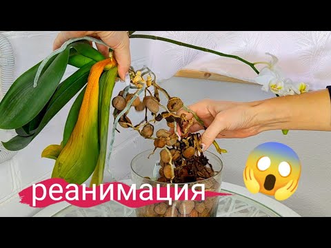 Видео: Вы будете Удивлены как от ТАБЛЕТКИ УМИРАЮЩАЯ ОРХИДЕЯ ОЖИВЕТ корнями обрастет