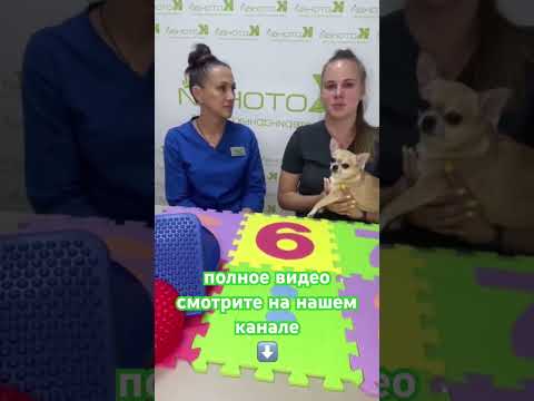 Видео: Физиотерапия и реабилитация для животных