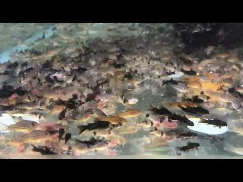 Видео: Кормление рыбы. Аулофорус.