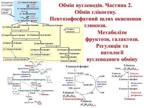 Видео: Крок 1 Біохімія. Обмін вуглеводів. Частина 2: обмін глікогену, ПФШ, метаболізм фруктози, галактози