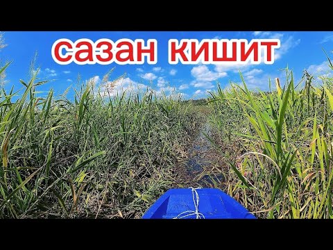 Видео: «Рогатка vs Рыба 🐟». Настрелял мешок САЗАНОВ!  В густых водорослях. #fishing #낚시 #automobile 
