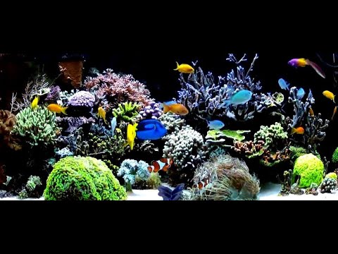 Видео: Морской аквариум эстетика потребности и битвы кораллов