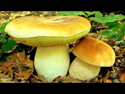 Видео: ГРИБЫ ГИГАНТЫ ПОЛЯНАМИ! МНОГО КРАСНЫХ И БЕЛЫХ ОГРОМНЫХ РАЗМЕРОВ! НЕТРОНУТЫЙ ГРИБНОЙ ЛЕС - ГРИБЫ 2021