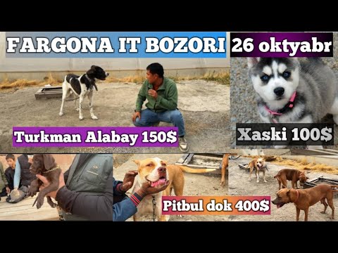 Видео: FARG’ONA IT BOZORI / ФАРГОНА ИТ БОЗОРИ 26.10.2025 ( It bozor 2025 )( ИТ бозор 2025 )