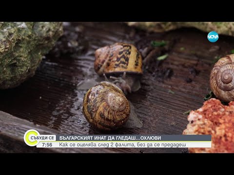 Видео: Български инат: Семейството, което няма да се откаже да отглежда охлюви - Събуди се (23.06.2024)
