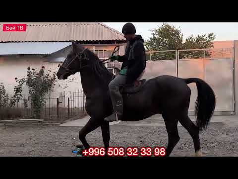 Видео: УЛАГЫ ҮЙҮРҮ ТААМАЙ АТ ЧЫКТЫ ЧАМДАҢЫЗДАР 🤯 #байтв 