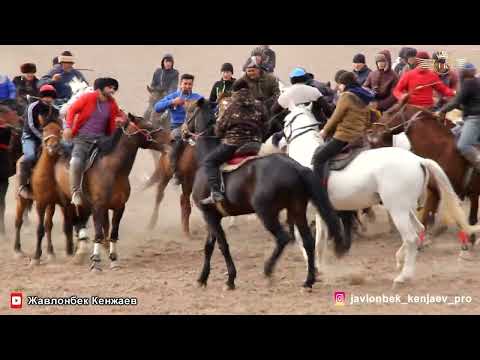 Видео: Бузкаши Улоки Курсой спонсор Ёкуб полвон 7.01.2023 Полный версия Жавлонбек Кенжаев Купкари Кукмар