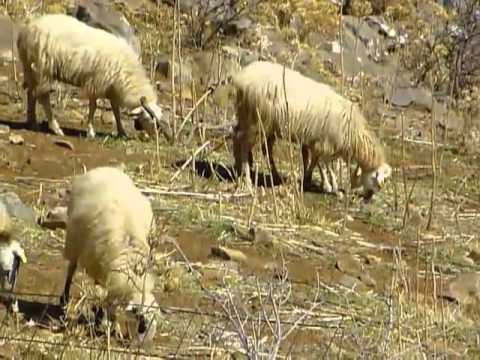 Видео: Шар планина