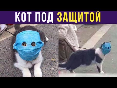 Видео: Приколы. Кот под защитой | Мемозг #188