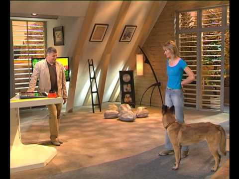 Видео: Диалоги о Животных. Дрессировка. S01E08