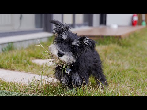 Видео: Первая стрижка шнауцера.
