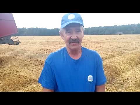Видео: На Кричевщине прошли «Дожинки»
