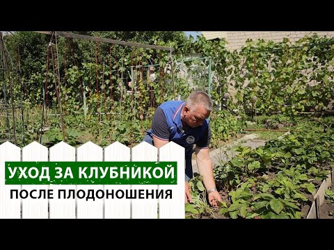 Видео: Что ВАЖНО сделать с клубникой после сбора урожая? 5 шагов, которые увеличат урожай в следующем году!