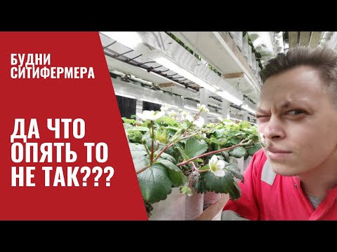 Видео: Так нельзя дальше продолжать! Выкидываем кусты. Это конец зимней клубники?