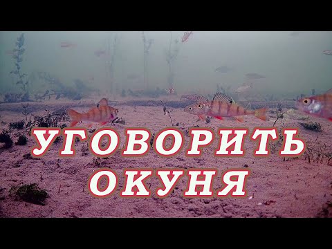 Видео: Больше лунок значит БОЛЬШЕ ОКУНЯ! Атака окуня Под водой. Смена приманки может уменьшить улов!