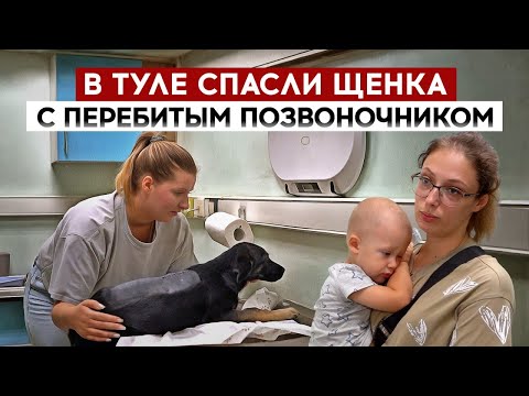 Видео: В Туле спасли щенка с перебитым позвоночником