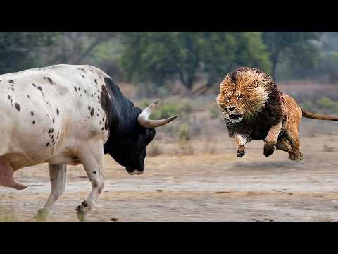 Видео: 100 Сумасшедших Битв Животных Снятые на Камеру!