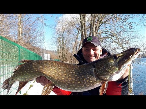Видео: Как поймать Щуку на воблеры зимой?