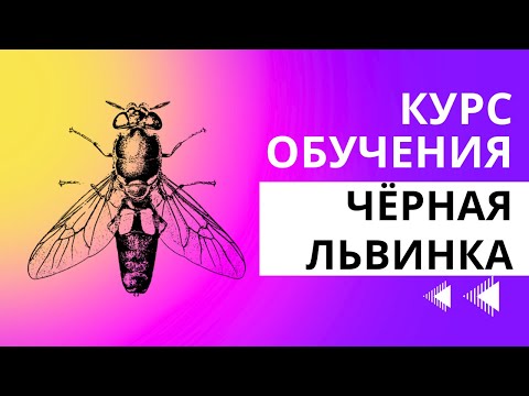 Видео: Чёрная львинка. Что входит в курс по разведению.