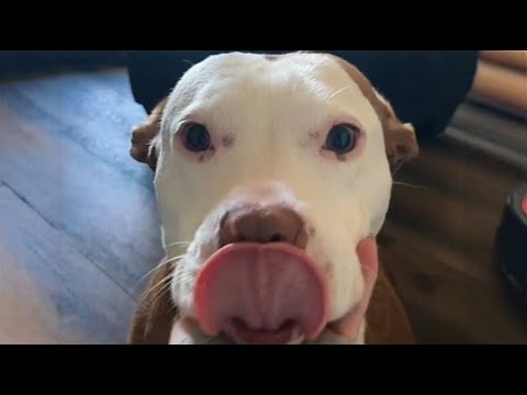 Видео: Женщина принесла домой собаку, которой все боялись: ее трансформация невероятна