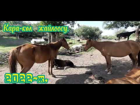 Видео: Кара-көл жайлоосу 2022. Жалал-Абад