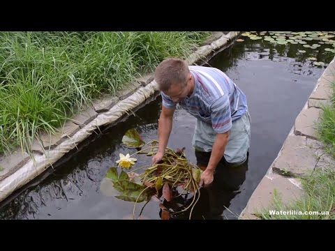 Видео: Посадка водяной лилии в пруд вариант (USA) американка с голой корневой