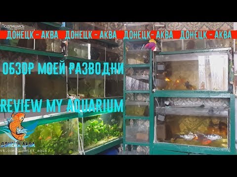 Видео: обзор моей разводни, как  развожу аквариумных рыбок, akvaariumi kalad, aquarium fishes, Amazing idea