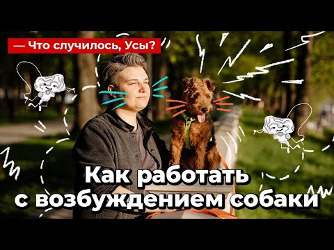 Видео: Как работать с возбуждением собаки // Что случилось, Усы