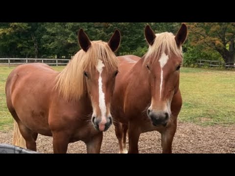 Видео: ОБНОВЛЕНИЕ О БРИ И ДЖУН… и саффолкская лошадь для панча на продажу?!! #847