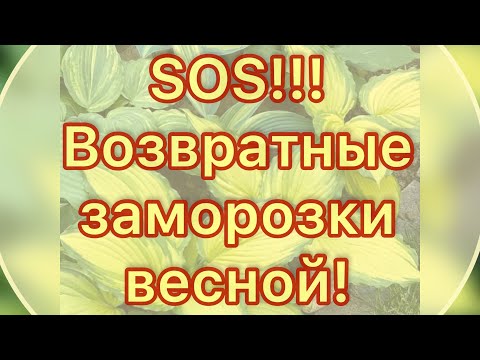 Видео: Хосты и возвратные заморозки.