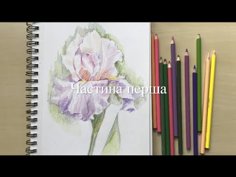 Видео: Як намалювати квітку іриса кольоровими олівцями. Частина перша. Малюємо разом з Наталкою Барвінок.