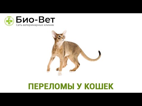 Видео: Переломы у Кошек и Котов 🙀// Сеть Ветклиник Био-Вет