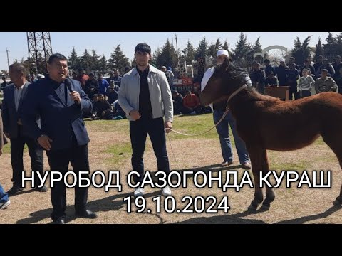 Видео: НУРОБОД САЗОГОНДА КУРАШ 19.10.2024