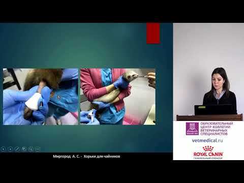 Видео: Миргород А. С. - Хорьки для чайников