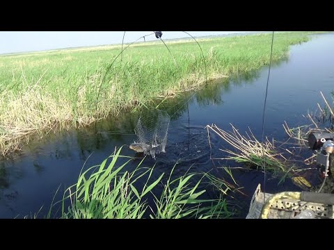 Видео: В этом болоте еще много сазана. Рыбалка на паук подъёмник. Трофеи взяты.