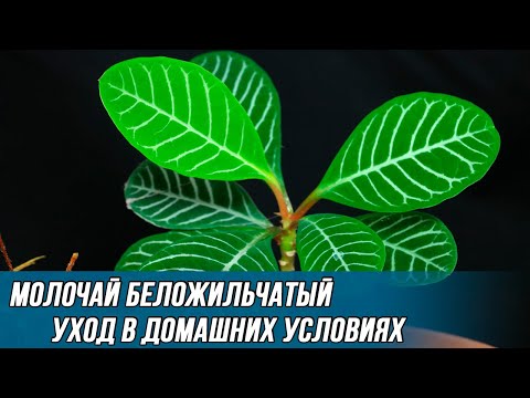 Видео: Как правильно ухаживать за молочаем беложильчатым в домашних условиях