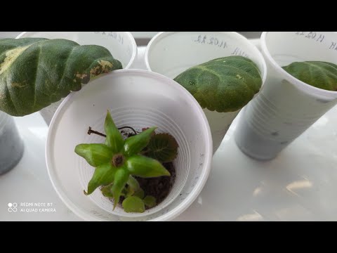 Видео: Лист Глоксинии укореняем ,море деток.