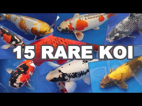 Видео: 15 самых РЕДКИХ и КРАСИВЫХ разновидностей карпов кои