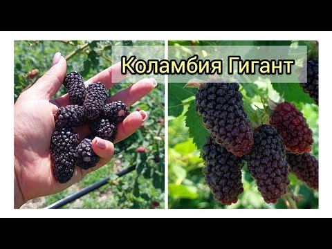 Видео: Ежевика Коламбия Гигант