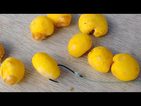 Видео: Ферментированная-пьяная кукуруза на карпа и карася