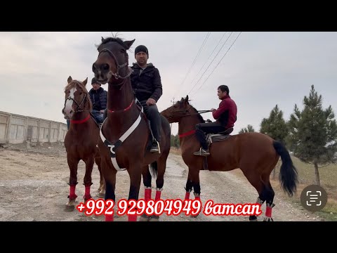 Видео: Аспҳои Оригинал 1 февраля 2024 г.